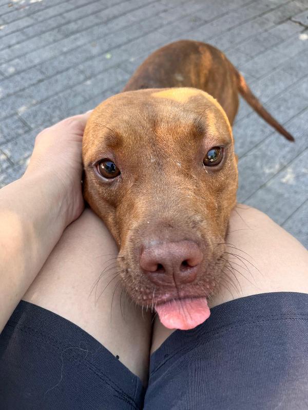 Alma La Dolce